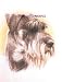 Schnauzer - Portrait by Cindy Farmer, Uncropped