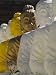 The 106 Pieces of Cemented Buddha Statue at Wat Pangbua, Thailand Art Photographic Po...