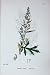 Sowerby Plants C1902 Mugwort Artemisia Vulgaris Colour