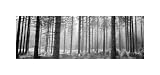 Pine Forest Lake District England by Unknown. Art Print Poster 20 inches width by 9.5 inches height. Highest Quality Art Poster Print