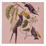 Revue Susumu Yokota  / Sakura