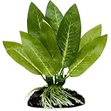 Betta Plant, Amazon Sword By Blue Spotted - Great For Betta Fish and Use With Blue Spotted Betta Leaf Pad & Betta Log