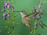 Rufous Hummingbird, Female Feeding on Purple Angelonia Paradise, Chiricahua Mountains, Arizona, USA Photographic Poster Print by Rolf Nussbaumer, 12x16