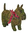 Topiary Scottie - Scottie Dog Topiary