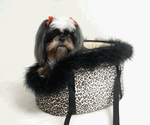 California Collection Leopard and Black Boa Medium