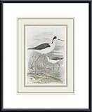 Winged Stilt, Art Poster