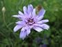 Cupid's Dart Perennial - 25 Seeds, 125 mg - Catananche