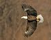 Wall Decals - Bald Eagle in Flight with Fish - Removable Graphics