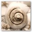 Iridescent Seashell I by Donna Geissler 12"x12" Art Print Poster