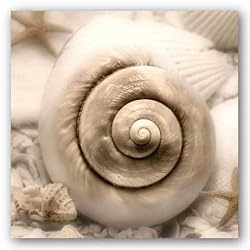 Iridescent Seashell I by Donna Geissler 12"x12" Art Print Poster