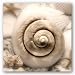 Iridescent Seashell I by Donna Geissler 12"x12" Art Print Poster