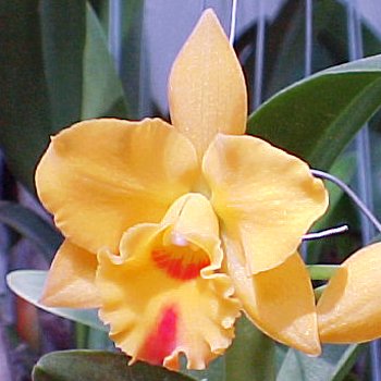 SC94 Orchid Plant