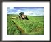 Tractor Cutting Grass Meadow for Silage Farming, UK Framed Art Poster Print by Mark H...