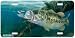 Home Spun Fun - Bass Fish Art Print - License Plate by Randy McGovern from Airstrike, Inc.