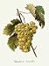 Chasselat Fontainebleau Etching Chazal, Antoine Victor, Botanical  Fruits Floral Engraving Intaglio