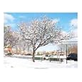 Snow and Tree on a Wintry Day Giclee Poster Print, 10x8
