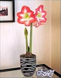 Amaryllis Royal Dutch in a Ebony Swirl Vase - New