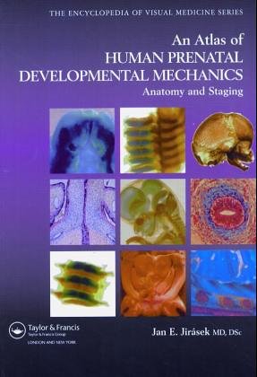 An Atlas of Human Prenatal Developmental Mechanics
