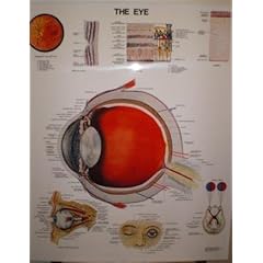 Eye Poster
