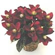 DOUBLE Magnolia Bush (burgundy)
