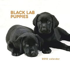 Labrador Retriever Puppies, Black 2010 Mini Wall (Calendar)