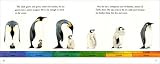 Saving the Baghdad Zoo: A True Story of Hope and Heroes