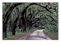 Live Oaks Line a Dirt Road, Cumberland Island, Georgia, USA Photographic Poster Print by Gavriel Jecan, 56x42