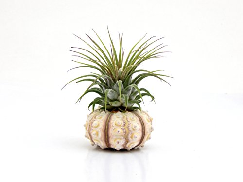 Bliss Gardens Air Plant Ionantha with Sputnik Sea Urchin / Beach Decor / Great Gift Bliss Gardens Air Plant Ionantha with Sputnik Sea Urchin / Beach Decor / Great Gift