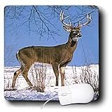 Wild animals - White Tailed Deer - Mouse Pads