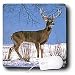 Wild animals - White Tailed Deer - Mouse Pads