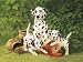 TIN SIGN NOSTALGIC ~ DALMATIONS BY KAATZ