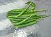 Shanti-hot pepper seed packet