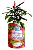 Gifts That Bloom ~ Hot Pepper Plant Garden