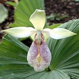 [ アツモリソウ ] 日本クマガイソウ 花4芽葉1芽株