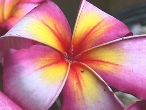 5 Frangipani MIXED PLUMERIA Rubra Lei Flower Seeds *Comb S/H