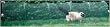 Kittywalk Outdoor Net Cat Enclosure for Lawns