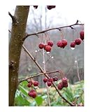 Christmas Berries Botanical Photographic Poster Print by Anthony Pelle, 20x24