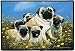 pug18  - Pet Mat 180 x 270 Pug Family