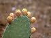 Cactus Apples, Santa Maria Navarrese, Sardinia, Italy Premium Photographic Poster Print by Connie Bransilver, 40x30