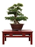 Bonzai 03 - 36