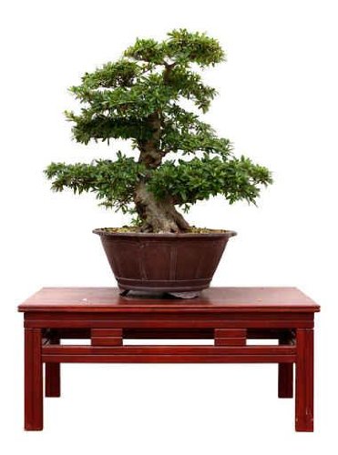 Bonzai 03 - 36