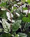 Climbing Malabar Spinach 60 Seeds