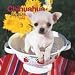   - Chihuahua Puppies 2008 Mini Wall Calendar