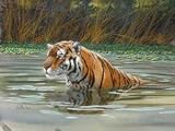 Bengal Tiger artist: Don Balke animal print