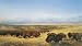 THE GATHERING OF THE HERDS BY WILLIAM JACOB HAYS PRINT REPRODUCTION