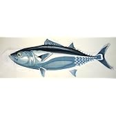 お魚な仲間シリーズ【まぐろ】鮪のぼり