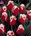 Canasta Fringed Tulip 10 Bulbs -Vivid Red & White!