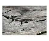 Skink on log Animals Photographic Poster Print by Jody Smith, 24x20