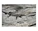 Skink on log Animals Photographic Poster Print by Jody Smith, 10x8