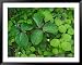 Toadshade or Red Trillium Framed Art Poster Print by Adam Jones, 49x39